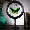 Papillon Priamus mâle sous reliquaire en verre et laiton - Koddel.com